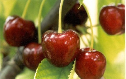 Cerises de la vallée du Tarn, Maison de la Cerise