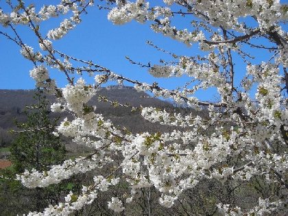 Cerisier en fleur, Maison de la Cerise