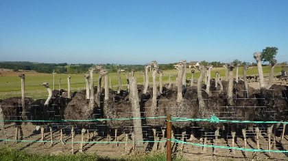 La Ferme aux Autruches, 
