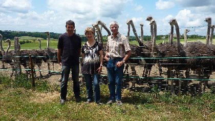 Autruches de Conques, 