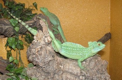 Le reptilarium du Larzac (Sainte Eulalie de Cernon), LE REPTILARIUM DU LARZAC