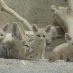 LE JARDIN DES BETES, OFFICE DE TOURISME DE BOZOULS