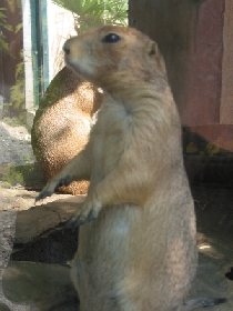 Chien de Prairie, Jardin des Bêtes