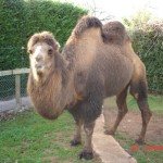 LE JARDIN DES BETES, OFFICE DE TOURISME DE BOZOULS