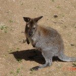LE JARDIN DES BETES, OFFICE DE TOURISME DE BOZOULS