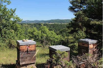 Miellerie du Val de Serre (groupes), 