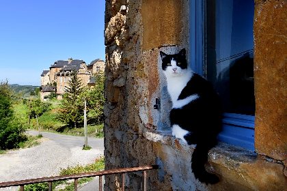 Gîte du peintre - Chat, 