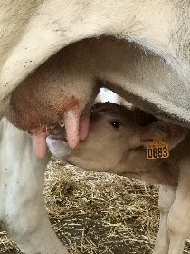 veau qui tète sa mère, IRVA