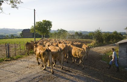 l'éleveur ramène les vaches en pâture après la tétée, IRVA