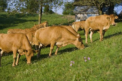les mères pâturent au prés, IRVA
