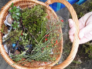 cuieillette-rando-botanique-Virginie Pachot, OFFICE DE TOURISME DE PARELOUP LEVEZOU