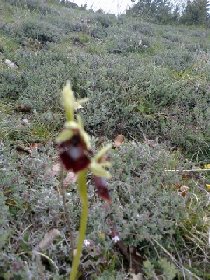 orchidee-des-causses-virginie-pachot, OFFICE DE TOURISME DE PARELOUP LEVEZOU