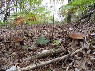 AVEYRON RANDONNEE- cuieillette - Virginie Pachot, OFFICE DE TOURISME DE PARELOUP LEVEZOU