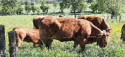 Des voisines bien sympathiques..., Gîte Sous les deux arbres