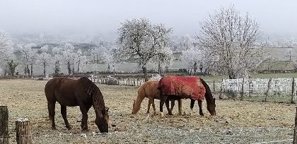 Des voisins très discrets... , Gîte Sous les deux arbres