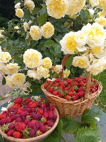 De petites gourmandises!, Gîte Sous les deux arbres