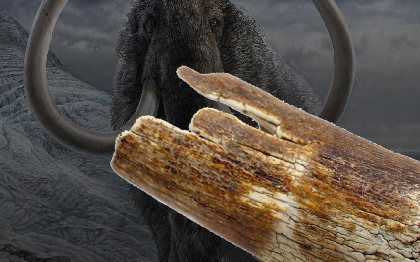 Le Joaillier du Couteau - Ivoire fossilisé de mammouth - origine permafrost en Sibérie, Christophe LACAZE - Le Joaillier du Couteau Estaing