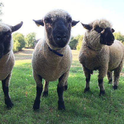 La Calade - Sylvie Jung, La Calade - Sylvie Jung
