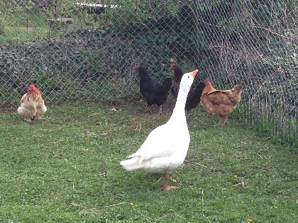 La Calade - Sylvie Jung, La Calade - Sylvie Jung