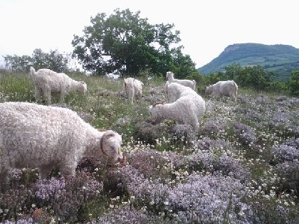 Chèvres dans le thym, 