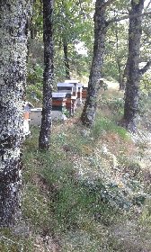 Le Rucher du Carladez, Le Rucher du Carladez