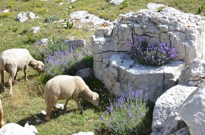 Eric DARLEY - Alambic du Larzac, OFFICE DE TOURISME LARZAC VALLEES