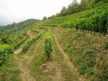 Domaine Mousset, 