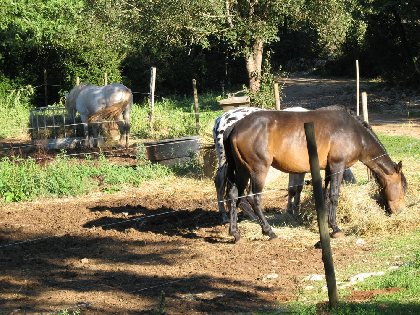 Ferme équestre du Mas de Laval, OFFICE DE TOURISME DE CAPDENAC (BUREAU DE L'OT DU PAYS DE FIGEAC)