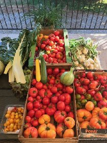 Récolte du potager, La Longère de Cabanès