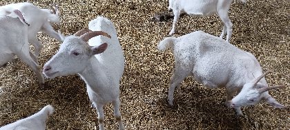 La ferme de la Borderie de Soulages - Fromages de chèvre et viande, OFFICE DE TOURISME DE PARELOUP LEVEZOU
