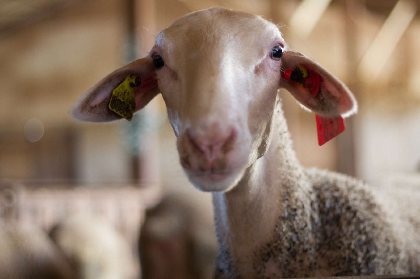 SAS des Trois Pastres - La Charcuterie de Ma Grand-Mère, paysansducoin