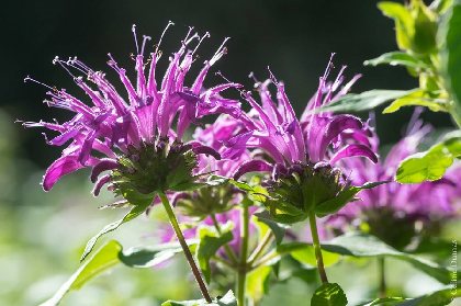 Sylvie DUMAS - Plantes aromatiques, OFFICE DE TOURISME DE MILLAU