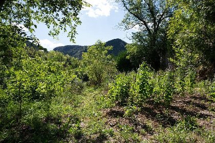 Sylvie DUMAS - Plantes aromatiques, OFFICE DE TOURISME DE MILLAU