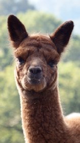 Duprem Alpaga - visite et boutique, OFFICE DE TOURISME REGIONAL DE VILLEFRANCHE DE ROUERGUE