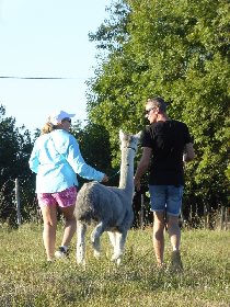 DuPrem Alpaga - Visite de la ferme et boutique, OT Villefranche-Najac