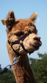 Duprem Alpaga - visite et boutique, OFFICE DE TOURISME REGIONAL DE VILLEFRANCHE DE ROUERGUE