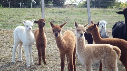 Duprem Alpaga - visite et boutique, OFFICE DE TOURISME REGIONAL DE VILLEFRANCHE DE ROUERGUE