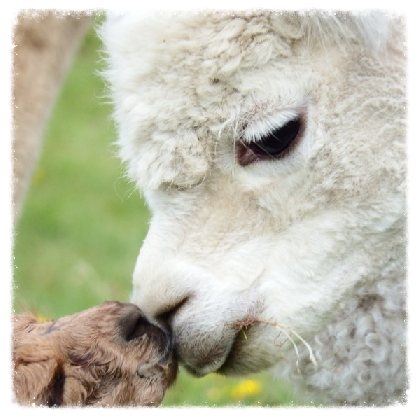 Duprem Alpaga - visite et boutique, OFFICE DE TOURISME REGIONAL DE VILLEFRANCHE DE ROUERGUE