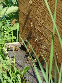 Brasserie La Beau Soleil (groupes), 