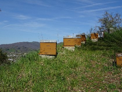 Brasserie La Beau Soleil (groupes), 