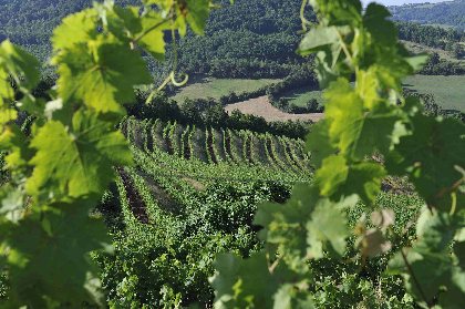 Domaine Matha, Domaine Matha