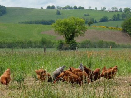 Vente d'oeufs frais de la ferme - Vidal Roland, OFFICE DE TOURISME DE PARELOUP LEVEZOU