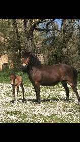 Centre équestre du Château de Laumiere, OT Villefranche-Najac