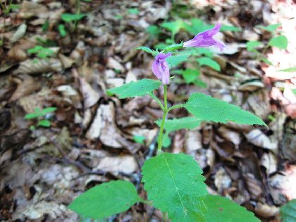 Sentier d'observation botanique et écologique du bois de Laguiole, OFFICE DE TOURISME DE LAGUIOLE