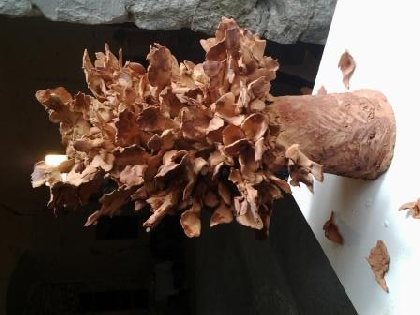 Terre à Terre, D. Gohin Andrieu