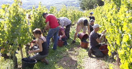 La route des vins de Marcillac, 