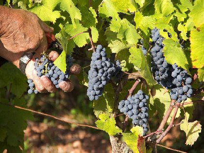 La route des vins de Marcillac, 