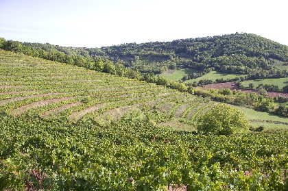 La route des vins de Marcillac, 