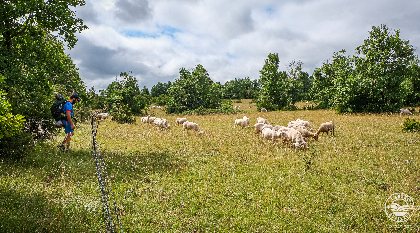 Le GR® 71 C et D - Le tour du Larzac, OFFICE DE TOURISME LARZAC VALLEES