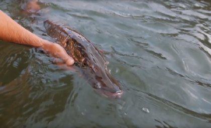 Lac des Galens, © JP Forzani - Fédération de Pêche de l'Aveyron